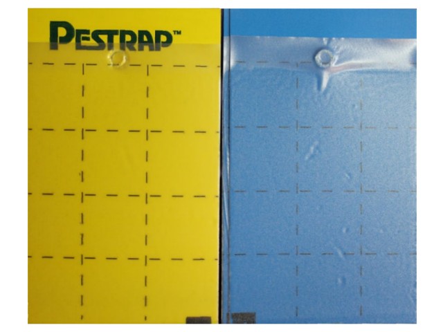 Pestrap Cards – Yellow and Blue - Click Image to Close